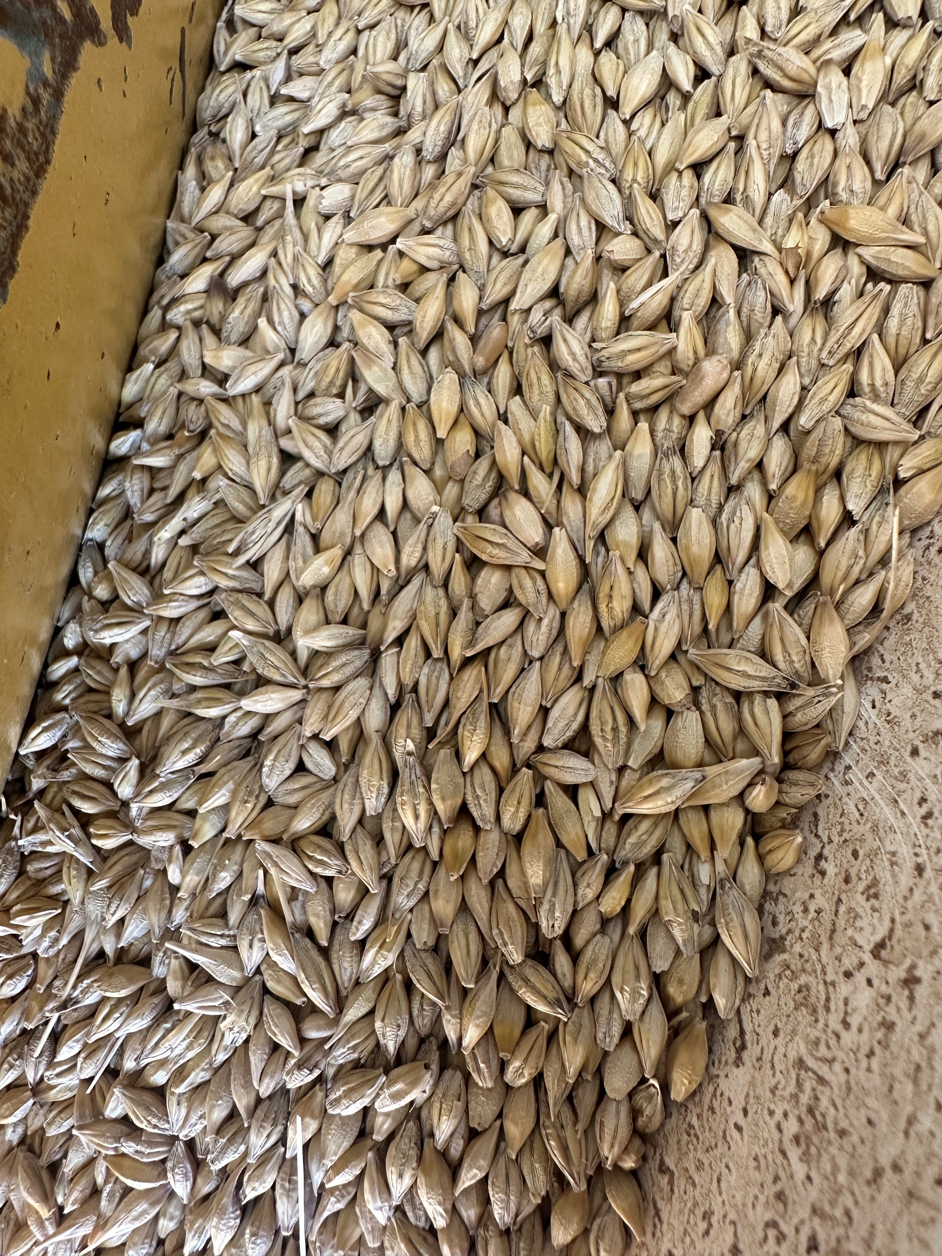 Barley2 2025